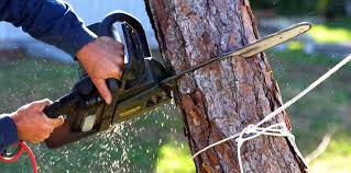 Professional Tree Removal and Landscaping Services in Bothell East, WA